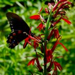 pipevine swallowtail